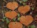 Hanger Amor van 5 hartjes met gat CorTentaal  (Roest)  CD-068