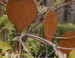 Hanger Amor van 5 hartjes met gat CorTentaal  (Roest)  CD-068