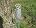 Specht Pico Cortenstaal (Roest)  CD-039