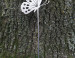 Tuinsteker Vlinder Kosy Cortenstaal (Roest)  CD-043